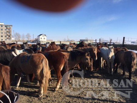 Амьд адуу хил гаргах хужаа нарын лобби буюу У.Хүрэлсүхийн шийдвэр, МХЕГ-ын дарга Н.Цагаахүүгийн зөвшөөрөл?