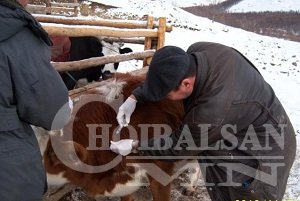 ШҮЛХИЙН ВАКЦИНЖУУЛАЛТ МАРГААШ ЭХЭЛНЭ