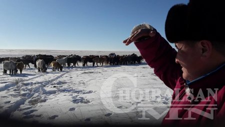 ЦАГААН-ОВОО СУМАНД МҮОНТВ-ЭЭС ЭРХЛЭН БЭЛТГЭДЭГ "АДУУЧИН" ТЭМЦЭЭН БОЛНО.