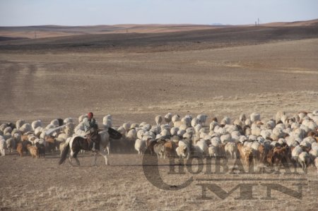 Дорнод аймгийн хэмжээнд оны эхний улирлын байдлаар 3492 толгой мал хорогджээ