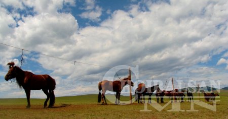Дорнод аймагт хурдан угшилын адууны үзэсгэлэн, дуудлага худалдаа болно /видео мэдээ/