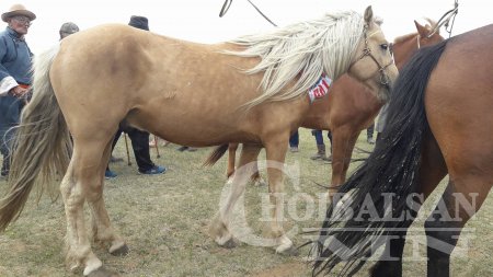 ХУРДАН УГШЛЫН “ДОРНОД АДУУ”-НЫ НААДАМ АМЖИЛТТАЙ БОЛЛОО
