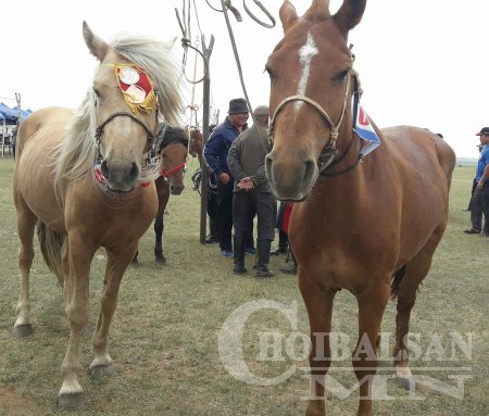 ХУРДАН УГШЛЫН “ДОРНОД АДУУ”-НЫ НААДАМ АМЖИЛТТАЙ БОЛЛОО
