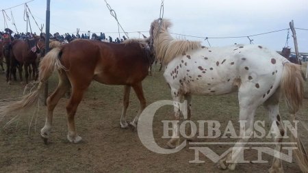 ХУРДАН УГШЛЫН “ДОРНОД АДУУ”-НЫ НААДАМ АМЖИЛТТАЙ БОЛЛОО