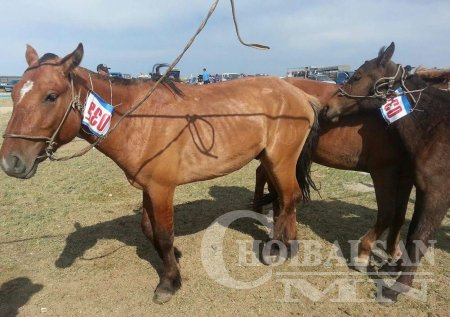 ХУРДАН УГШЛЫН “ДОРНОД АДУУ”-НЫ НААДАМ АМЖИЛТТАЙ БОЛЛОО