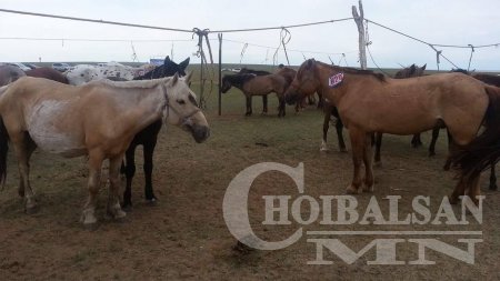 ХУРДАН УГШЛЫН “ДОРНОД АДУУ”-НЫ НААДАМ АМЖИЛТТАЙ БОЛЛОО