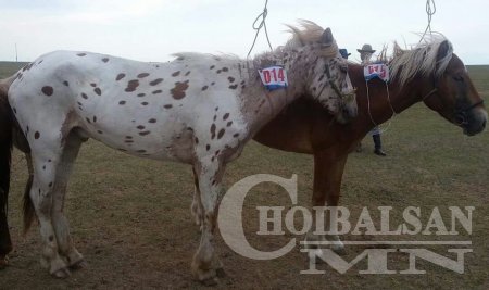 ХУРДАН УГШЛЫН “ДОРНОД АДУУ”-НЫ НААДАМ АМЖИЛТТАЙ БОЛЛОО