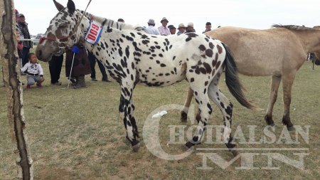 ХУРДАН УГШЛЫН “ДОРНОД АДУУ”-НЫ НААДАМ АМЖИЛТТАЙ БОЛЛОО