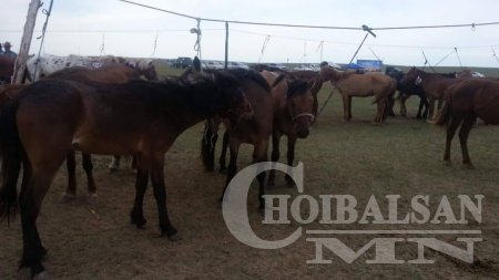 ХУРДАН УГШЛЫН “ДОРНОД АДУУ”-НЫ НААДАМ АМЖИЛТТАЙ БОЛЛОО