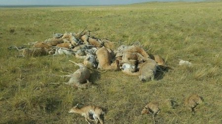 С.Батхуяг: Шүлхий зээрээс малд халдварласан эсэхийг тогтоогоогүй