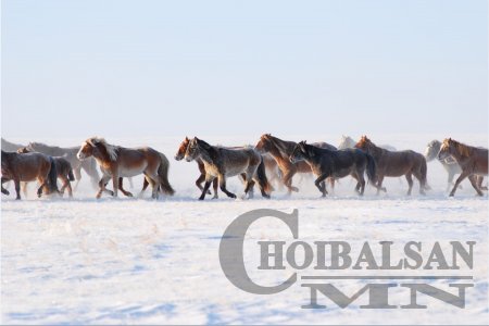 Иргэдэд тэрбум орчим төгрөгийн хохирол учрахаас хилчид хамгаалжээ