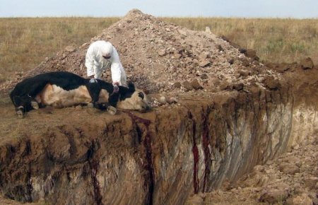 ШҮЛХИЙГЭЭР ӨВЧИЛСӨН 49 ТОЛГОЙ ҮХРИЙГ УСТГАЛД ОРУУЛАВ