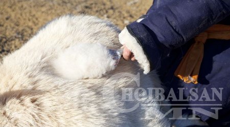 Улаанбаатар болон аймгуудын ноолуурын ханшийн мэдээ