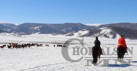 ДОРНОД АЙМГИЙН НУТАГТ 4.5 САЯ ТОЛГОЙ МАЛ ӨВӨЛЖИНӨ