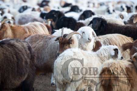 Монгол хонь дэлхийн "чихийг" дэлдийлгэв