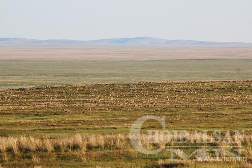 Дорнод Монголын тал өргөн уудам ч биологийн төрөл зүйл нь аюулыг сөрөн арай гэж оршин тогтнож байна