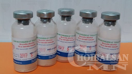Бруцеллёзын вакциныг 602 мянган эх малд хийнэ