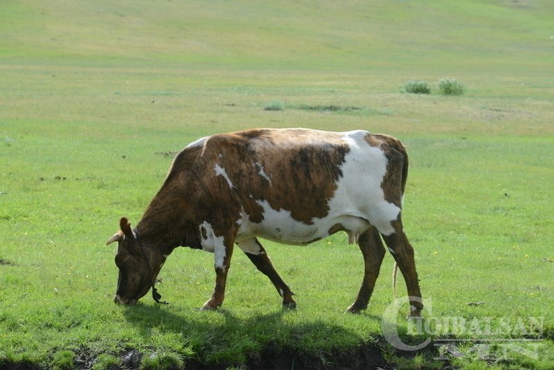 Дорнод: 871 үхрийг устгалд оруулна