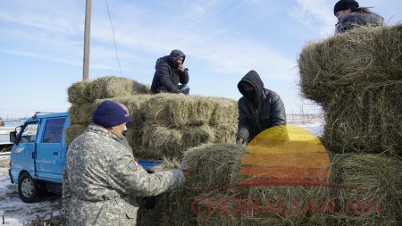 ДОРНОД: 205 малчин өрхөд өвс, тэжээлийн дэмжлэг үзүүллээ 