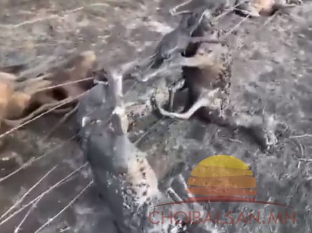 Халхголын түймэрт 1000 орчим цагаан зээр шатаж, устжээ Халхголын түймэрт 1000 орчим цагаан зээр шатаж, устжээ