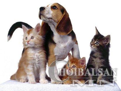 Амьтдыг хайрлаж чадахгүй бол тэжээх хэрэггүй