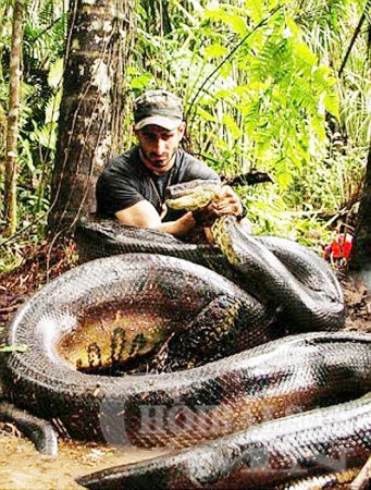 Аварга могойд сайн дураараа залгиулжээ