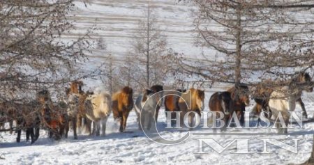 Дорнод аймагт малын хулгай буурчээ