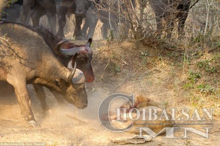 Зэрлэг үхэр VS арслан тулаан