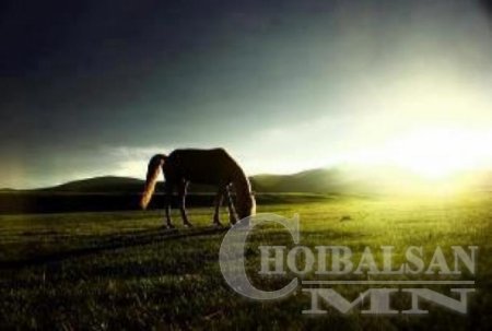 Элэгний хорт хавдрыг адууны хөх хомоолоор эдгээжээ