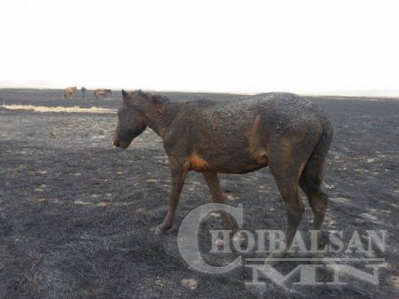 Монгол төрийн сүлдэнд мөнхөрсөн морин эрдэнээ амьдаар нь шатаачихсан дарга нарт ямар хариуцлага хүлээлгэх вэ?
