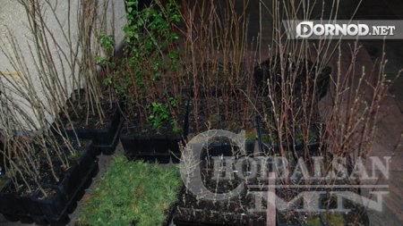 Тарьц, суулгац ямар үнэтэй вэ?