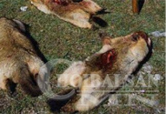 Тарваганы түүхий элэг залгиад нас баржээ
