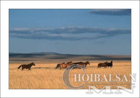 Монгол хийморь, Морин эрдэнэ фото