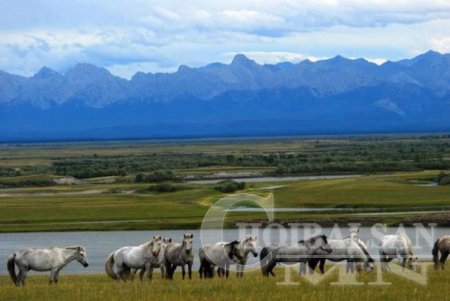 Монгол хийморь, Морин эрдэнэ фото