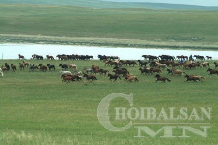 Монгол хийморь, Морин эрдэнэ фото