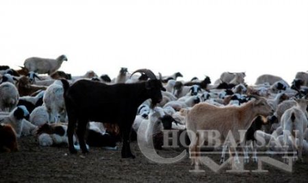 Он гарсаар малын гоц халдварт өвчин 20 удаа гарчээ