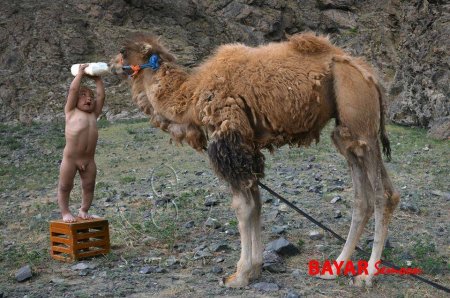 Зөвхөн монголд харж болох хачирхалтай зургууд