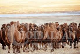 Монгол тэмээ өсч байна