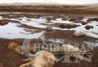 Найман аймагт малын халдварт болон гоц халдварт өвчин гарчээ