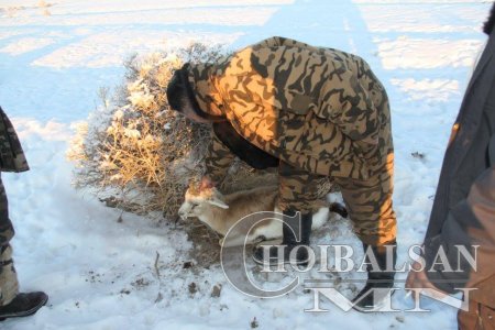 Хар сүүлт болон бөхөн зуданд нэрвэгдэж хорогдсоор байна