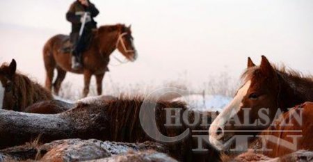 Сэргэлэн суманд хятадын 2000 гаруй мал өвөлжиж байна гэв.