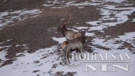 Эмээлт өртөөний орчимд байрлаж буй бугануудын талаарх бодит мэдээлэл