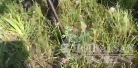 Ховордсон ургамлыг хөрстэй нь хамт ухаж авч байна