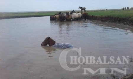 Гүү усан дотор унагалжээ