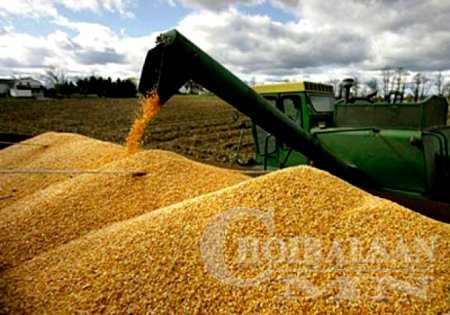Монгол Улс нийтдээ 501 мянган тонн үр тариаг хураан авна