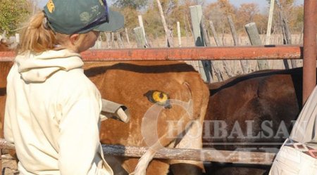 Арсланг айлгах мэх буюу тугалаа хамгаалж үхрийн ташаан дээр “нүд” зурсан нь