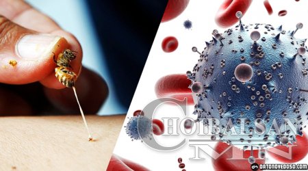 Зөгийн хор ДОХ-ыг эмчилнэ