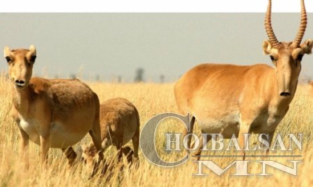 Мараан дээрээ урамддаг марал буга минь хаачив ?