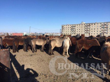 Адууг амьдаар нь экспортлохыг түр хугацаагаар хоригложээ