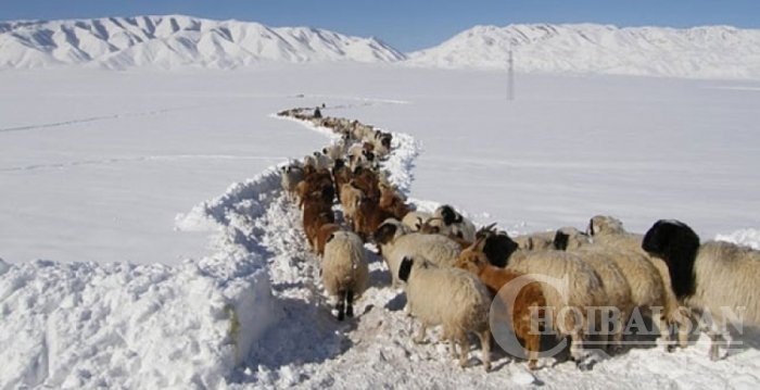 Өвөлжилт хүндэрсэн аймгуудаас нөөцийн мах бэлтгэнэ